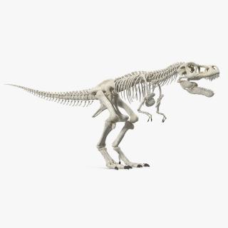 3D Tyrannosaurus Rex Skeleton