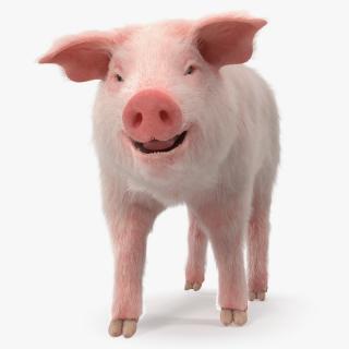 Pig Piglet Landrace with Fur Walking Pose 3D Model 2 3D