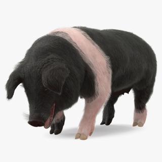 3D model Hampshire Pig Sow with Fur Standing Pose