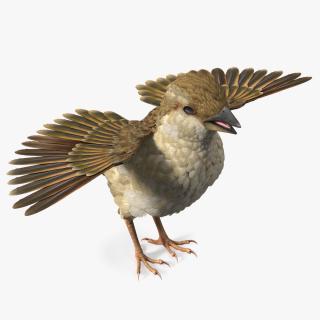 3D House Sparrow with Spread Wings