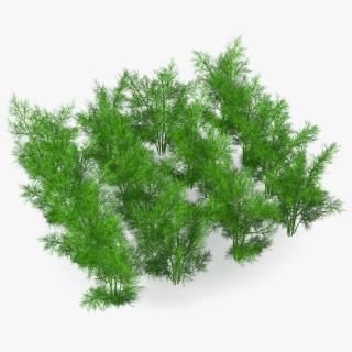 3D model Dill Garden Bed