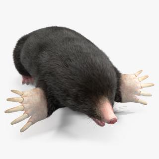 3D model Talpa Europaea Fur 2