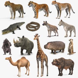 African Animals Collection 11 3D model