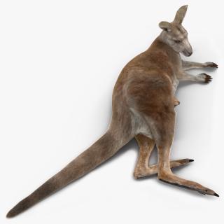 3D model Mother Kangaroo with Baby Lying Fur