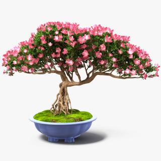 3D model Miniature Bonsai Tree with Flowers in Pot Fur