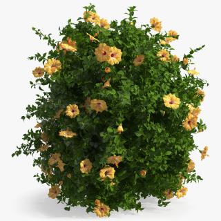 Blooming Hibiscus Bush Orange 3D model