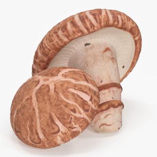 3D model Shiitake 2