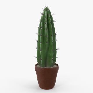 Cereus Peruvianus Cactus 3D model