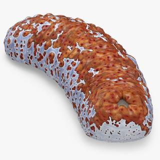 3D Sea Cucumber Curved Pose Red model