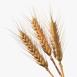 Set of Wheat Spikes 3D model