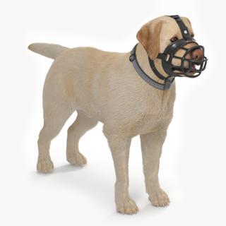 3D Labrador in a Muzzle Baskerville Fur