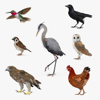 3D Birds Collection 2 model