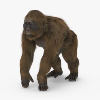 3D model Gigantopithecus Stands on Four Limbs Fur