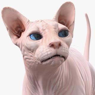 3D Cream Sphynx Cat Rigged model