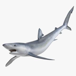 Prionace Glauca Shark Rigged for Cinema 4D 3D