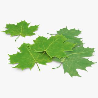 3D model Green Maple Leaves 2