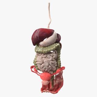 3D Female Anatomy Digestive System