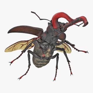 3D Lucanus Cervus Stag Beetle Flying model