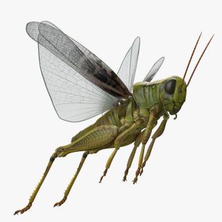 Grasshopper Jumping Pose 3D model