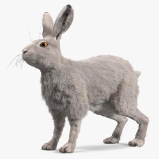 3D Winter White Hare Fur Rigged model