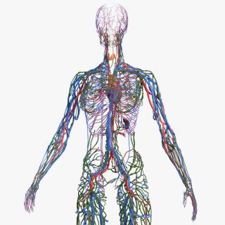 Female Circulatory and Lymphatic System Anatomy 3D