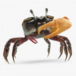 3D model Fiddler Crab Standing Pose with Fur