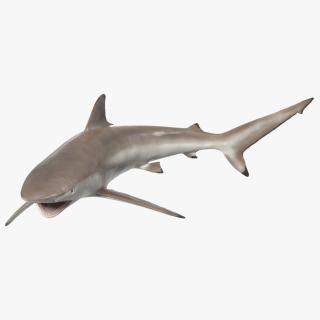 3D model Spinner Shark or Carcharhinus Brevipinna