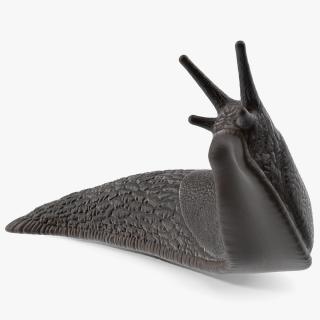 Black Slug Reaching Up 3D