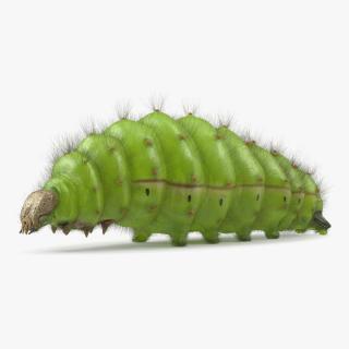 3D Silkworm Green Fur model