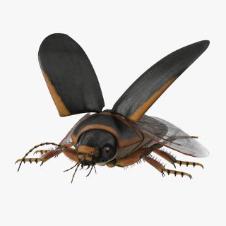 3D Insect Water Beetle Brown Realistic Rigged for Maya