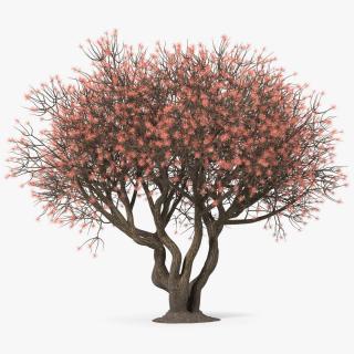 3D Rhododendron with Twigs model