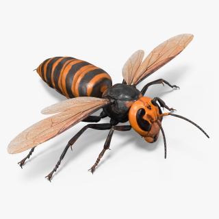 Giant Asian Hornet Basic Pose 3D model