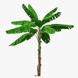 3D Tall Banana Tree