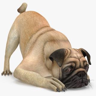 Pug Dog Rigged 3D model