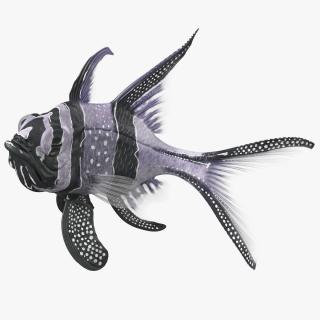 3D model Longfin Cardinalfish