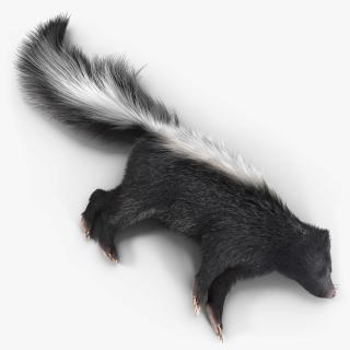 3D model Skunk Lying Fur