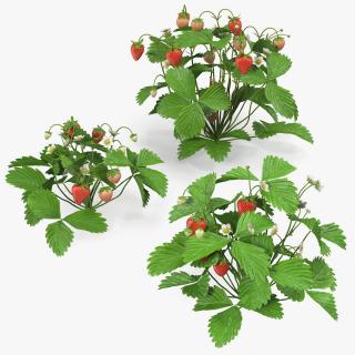 3D model Bush of Strawberry Plant with Fruits Set