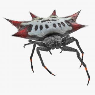 Gasteracantha Spider Walking Pose with Fur 3D