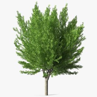 Ginkgo Tree Green 3D