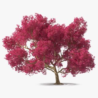 3D model Tabebuia Avellanedae Tree