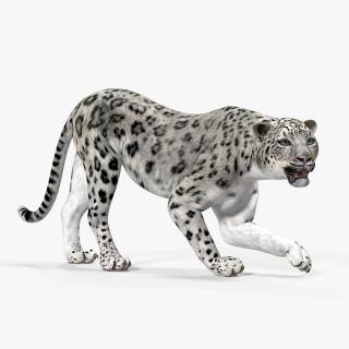 Snow Leopard Rigged 3D model