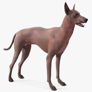 Xoloitzcuintle Dog Bronze Fur Rigged(1) 3D model