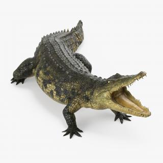 Crocodile Attacks 3D