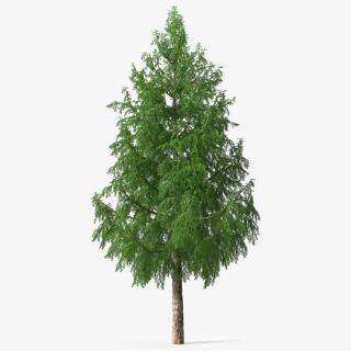 3D Tall Larch Tree Green