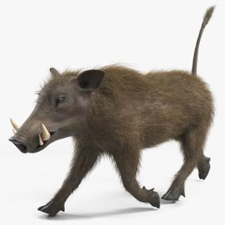 African Boar Walking Pose Fur 3D model