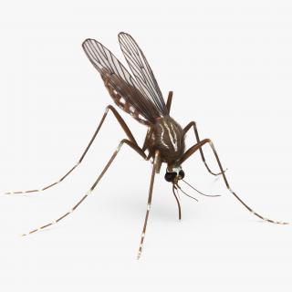 Mosquito Sucks Blood with Fur 3D model