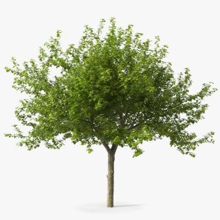 Cockspur Hawthorn 3D