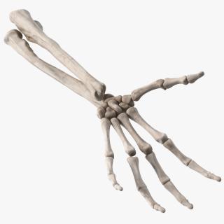 Skeleton Arm 3D