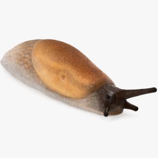 3D Spanish Slug Rigged for Cinema 4D model