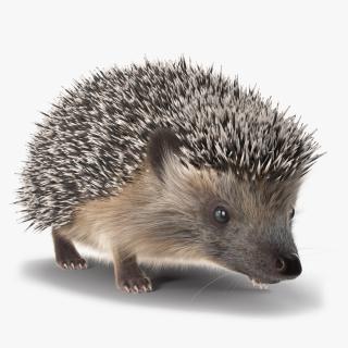 3D Walk Black Hedgehog Fur model